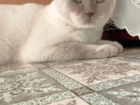 British Shorthair Eyes blue kedi