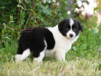 Border collie mükemmel yavrularımız