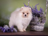 Pomeranian spitz