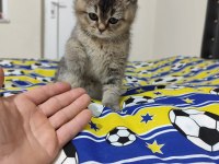 MİNİK KEDİLERE GÜZEL AİLE ARIYORUZ