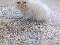 Güzel iran kedisi pamuklarım