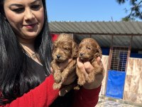 Sağlık ve ırk garantili maltipoo yavrularım