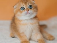 Altın Portakal Golden Scottish Fold 