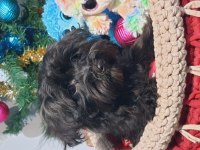 Poodle anne kore maltese baba orjinal Maltipoo