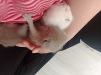 Sevimli british shorthair yavrular