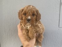Dünya tatlısı maltipoo bebeklerim