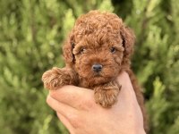 Yasal çiftlikten kurabiye tadında poodle yavrular
