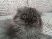 BRİTİSH LONGHAİR ERKEK YAVRUMUZ
