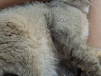 British shorthair golden yavrular