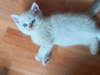 Erkek bebek kedim
