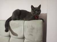 1,5 yaş dişi british shorthair
