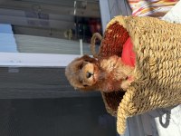 Kore baby face maltipoolar tüy dökmez koku yapmaz