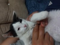 Smokin kedi