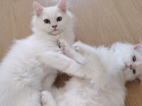Kar Beyazı British Longhair Yavrular