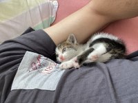 ÜCRETSİZ SAHİPLENDİRME KEDİMİZ