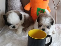 Shih tzu ev bebekleri