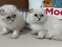 Yasal ruhsatlı işletmede ziyarete açık scottish fold