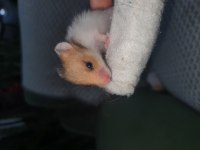 YENİ DOĞAN BEBEK HAMSTERLAR