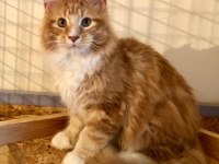 Dev Maine Coon Erkek