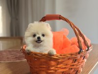 Teddy bear ayı surat pomeranian
