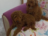 2 yetişkin erkek 1 toy ve 1 minyatür poodle