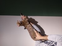 3 AYLIK ERKEK BENGAL KEDİLER FULL ŞECERE