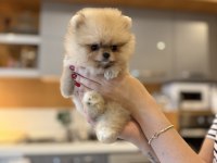 Mini teacup ayıcığımız pomeranian boo bebek