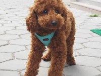 Aileden uygun yavru canlar toy poodle