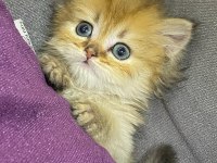 British longhair 65 günlük kedimiz