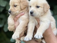Golden retriever yavruları