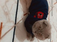 1 yaşında scottish fold eş ilanı