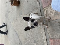 Fransız bulldog merle