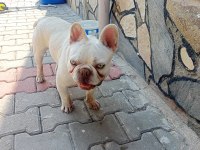 Egzotic Fransız bulldog