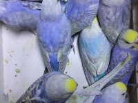 BODRUM MUHABBET KUŞU DÜNYASI