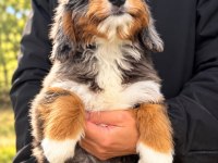 Türkiyede Tek Bernedoodle Yavruları