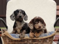 ÖZEL DACHSHUND YAVRULAR