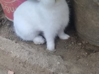 Yavru Renk Cücesi Tavşan