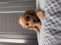 Küçük Maltipoo