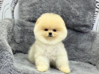 Güzeller Güzeli Pomeranian Oyuncu Yavrularımız