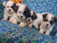 0 boy morkie yavrularım