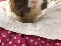 Sevimli Guinea Pig