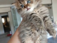 British longhair kedimiz