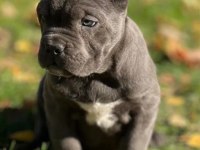 Cane corso en kalitelisi bizde var