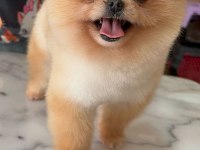 DAHA İYİSİ YOK GERÇEK TEDDY FACE POMERANİAN BOOLARIMIZ