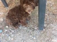 Toy Poodle Köpeğimiz
