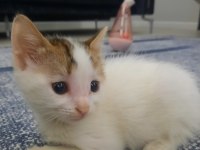 Bebek kedimiz ücretsiz