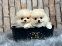 Pomeranian boo yavrulara yuva