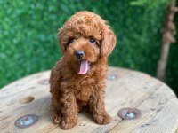 Toy poodle mini boy dişi yavrumuz