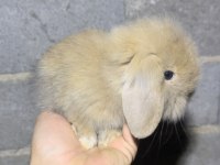 Safkan Hollanda Teddy Blue ve Karamel LOP