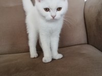BRİTİSH SHORTHAİR BEBEKLER